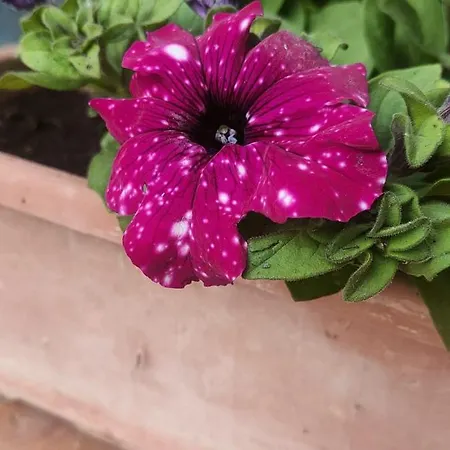 L Antico Ritrovo 아파트 아시아노